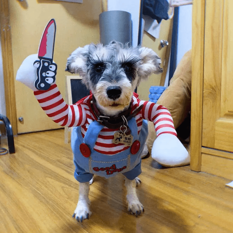 Vêtement Cosplay chiens et chats | PawsPlay - Zevessa