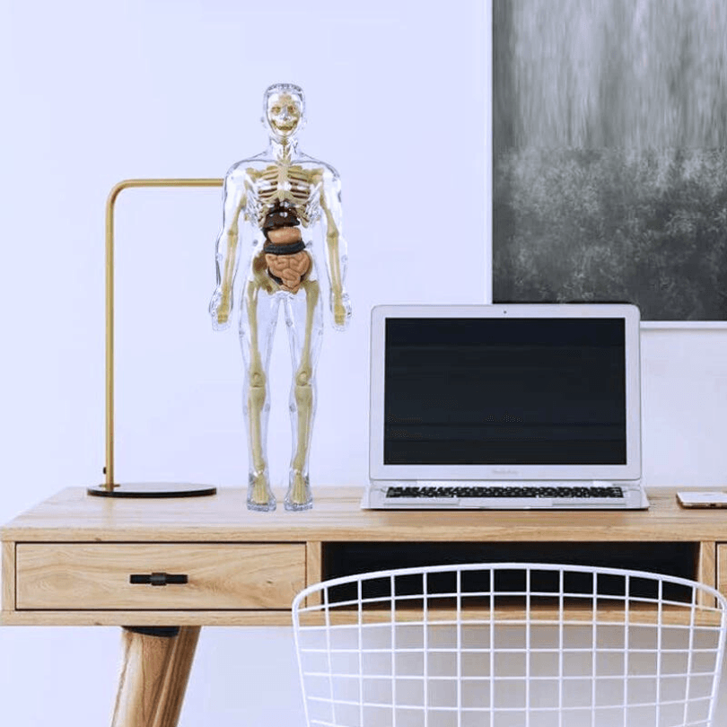 BodyMap - Maquette du corps humain - Zevessa