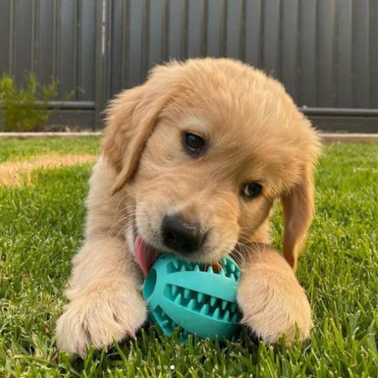 CrocBall | Balle pour chien à mâcher - Zevessa