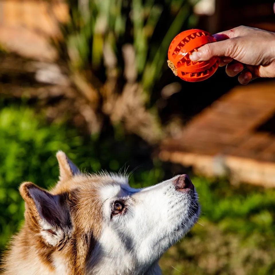 CrocBall | Balle pour chien à mâcher - Zevessa